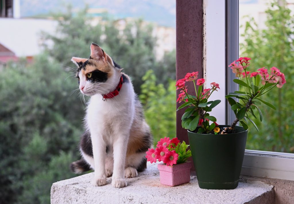 mačkolinjo prčkolinjo